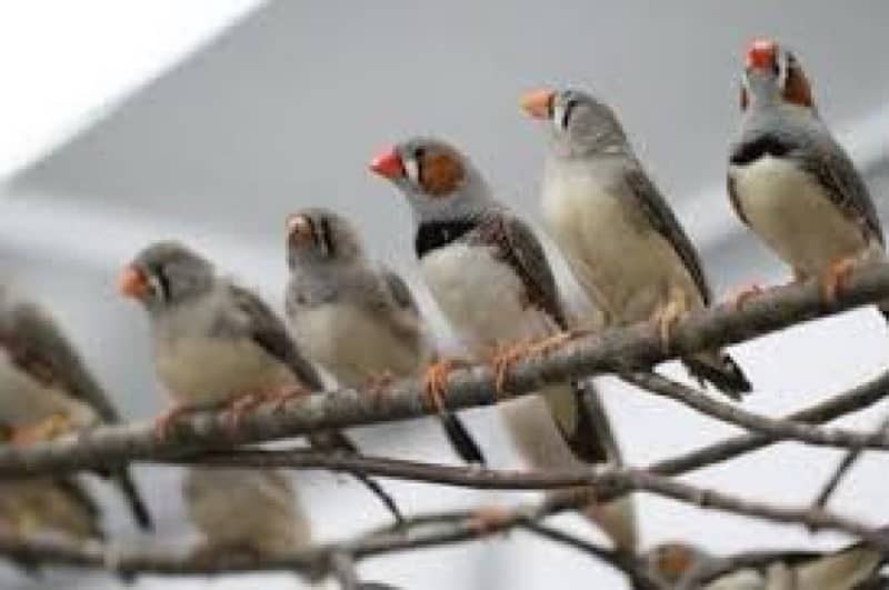 breeder finches for sale 0