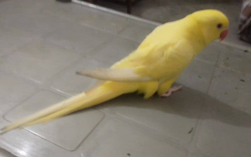 yellow parrot 0