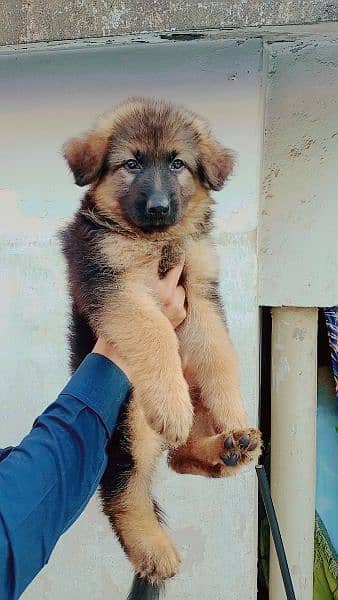 german shepherd female long coat 0