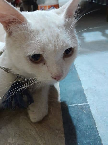 russion white cat 1