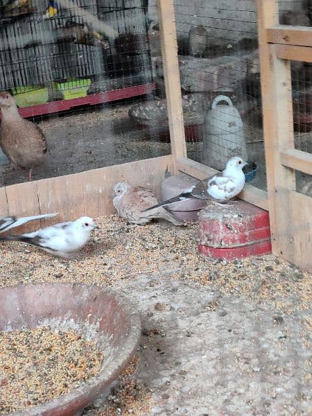 diamond pied dove chicks , dove adults , dove female & male , red pied 1