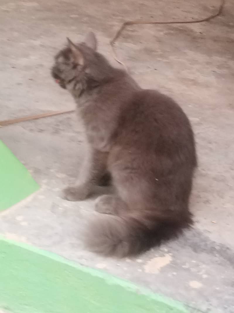 03124378115 cat for sale 0