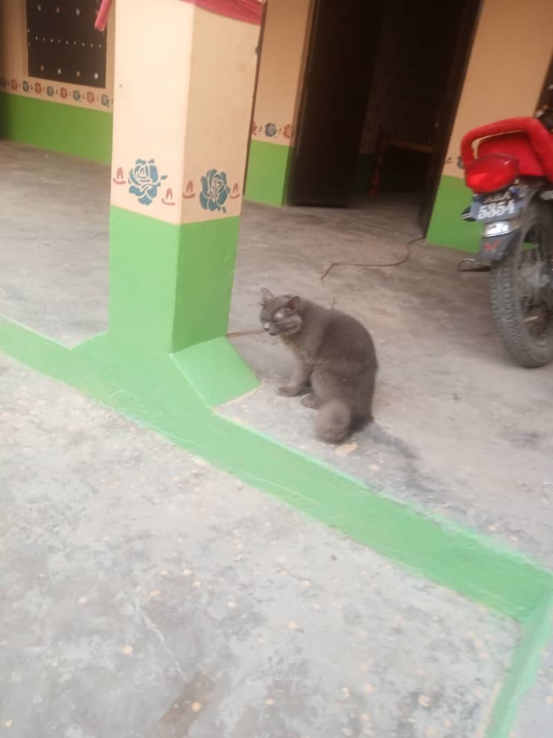 03124378115 cat for sale 2