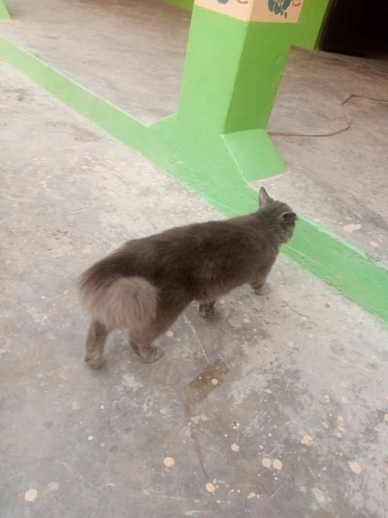 03124378115 cat for sale 3