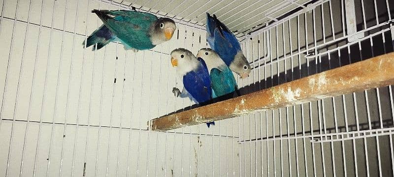 Blue love birds 1