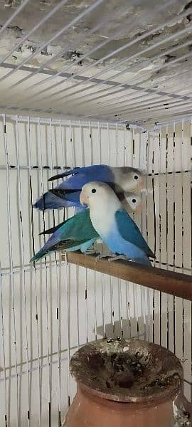 Blue love birds 3