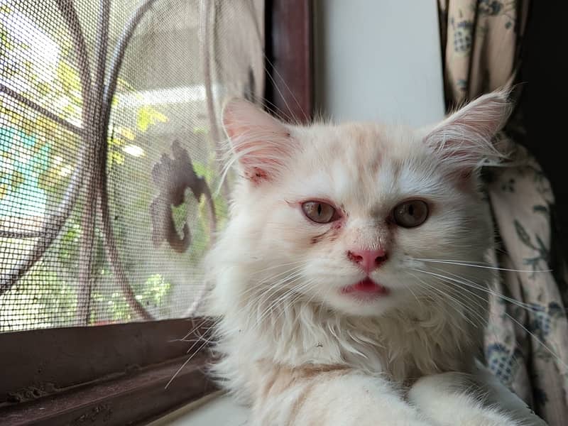 Triple Coated pair Persian Cats  for sale 3