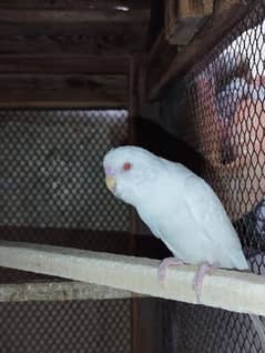 White red eye Australian parrots