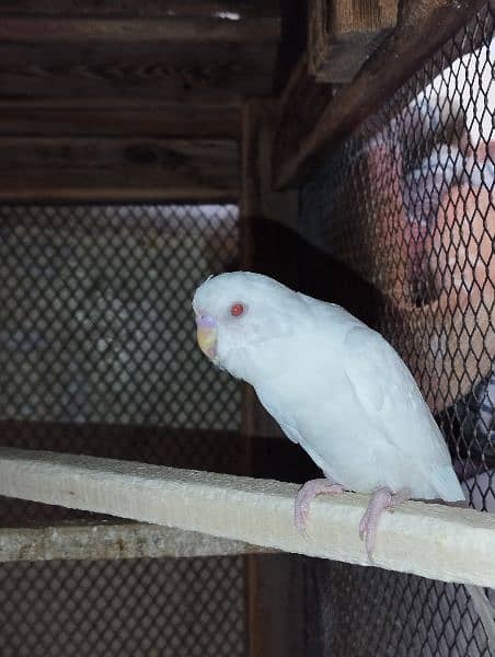 White red eye Australian parrots 4