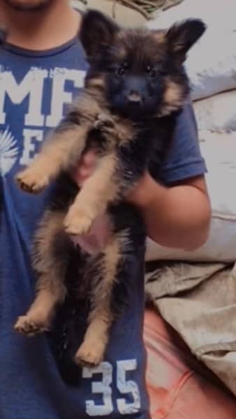 German Shepherd Puppy female 1