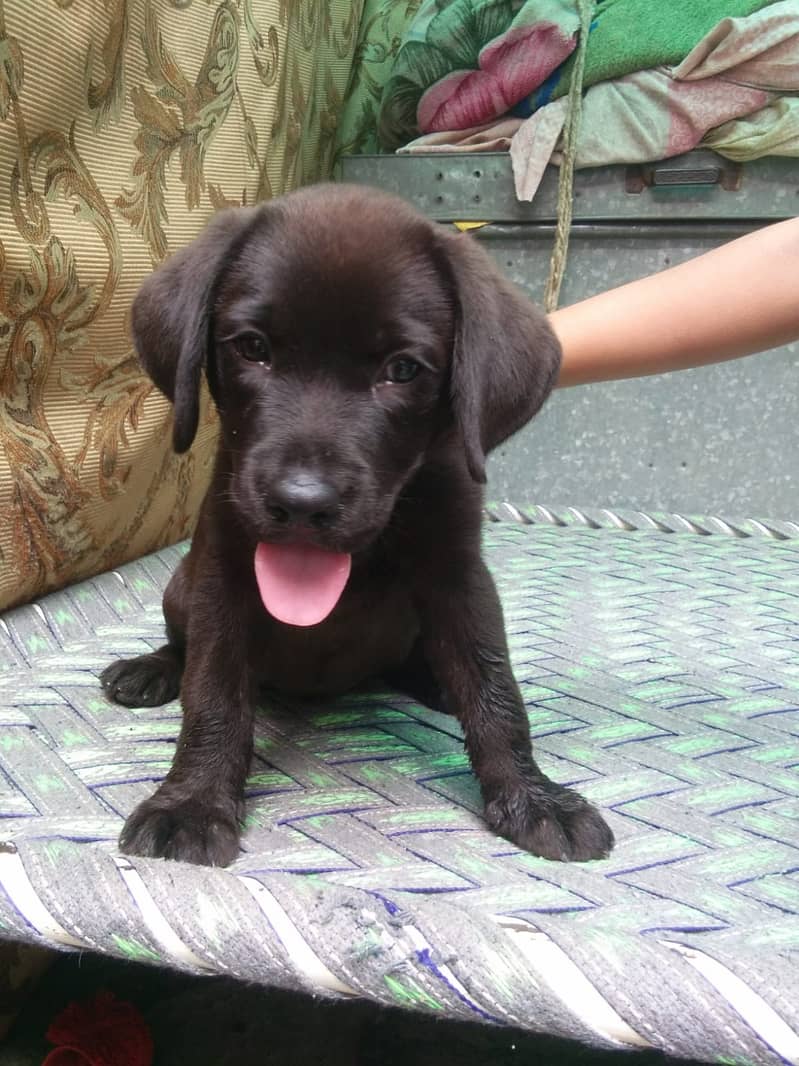 Labrador puppy | Labra Dog | Labrador | Dog for sale 1