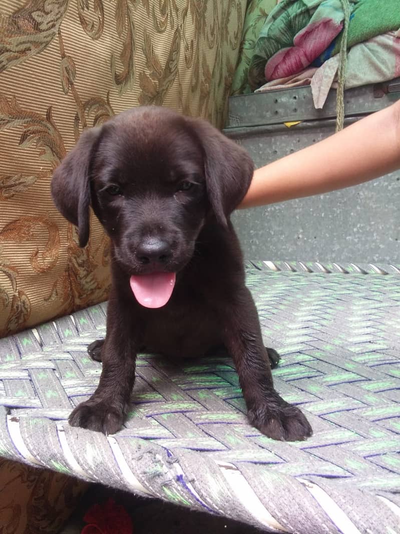 Labrador puppy | Labra Dog | Labrador | Dog for sale 2