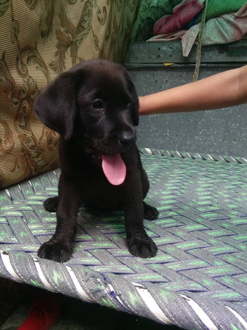 Labrador puppy | Labra Dog | Labrador | Dog for sale 3