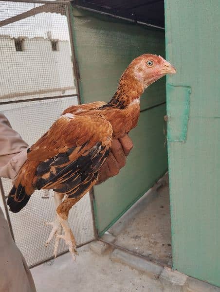 Aseel Chicks | Hens for Sale | Aseel Hens for Sale 1