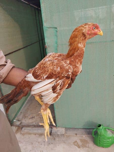 Aseel Chicks | Hens for Sale | Aseel Hens for Sale 2