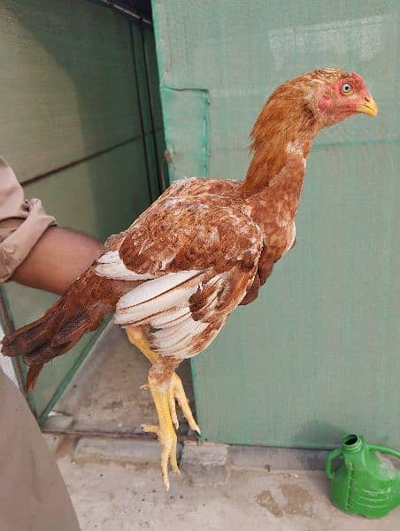 Aseel Chicks | Hens for Sale | Aseel Hens for Sale 4