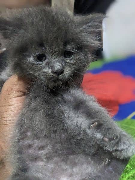 Persian cats kitten Available for sale 2 pairs only 1