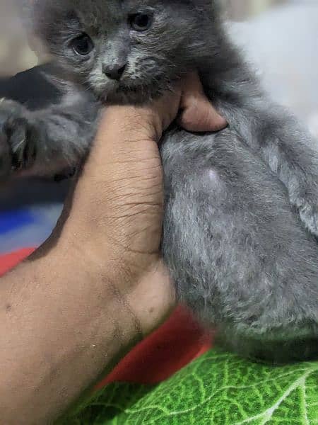 Persian cats kitten Available for sale 2 pairs only 4