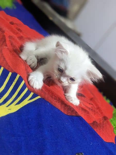 Persian cats kitten Available for sale 2 pairs only 5