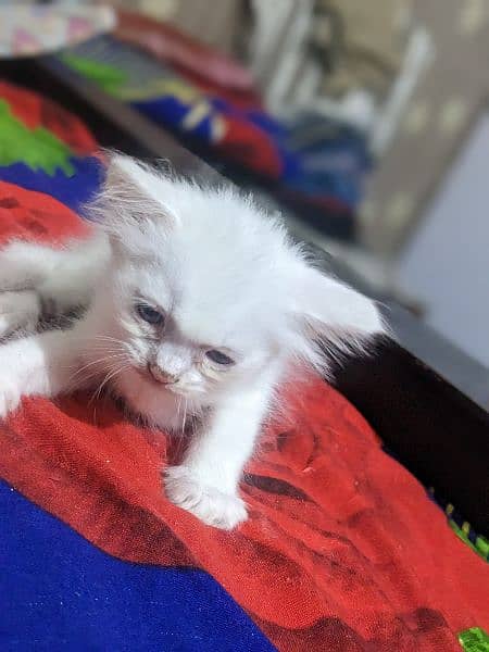Persian cats kitten Available for sale 2 pairs only 6