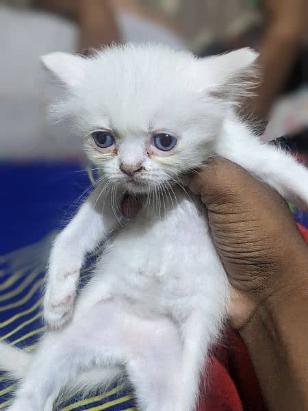 Persian cats kitten Available for sale 2 pairs only 8