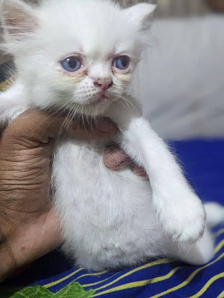 Persian cats kitten Available for sale 2 pairs only 9