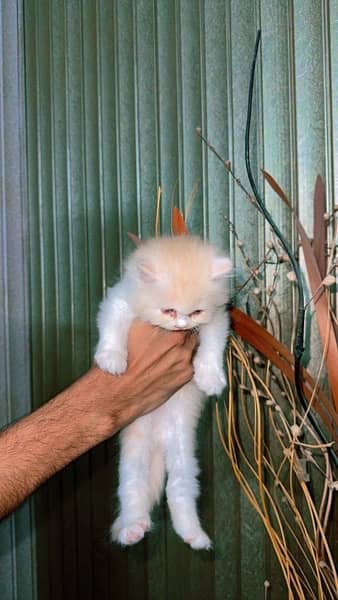 Top quality persian kittens for sale 0