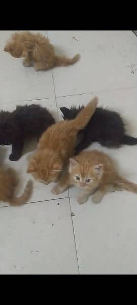 Persian kittens Male Female for sale. 0