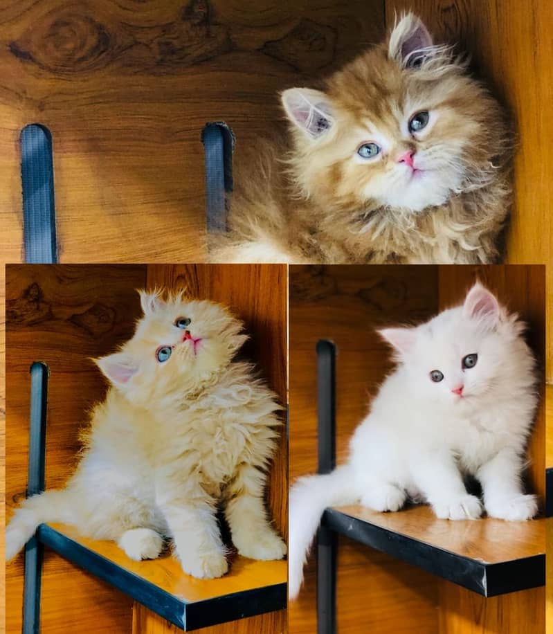 Persian / Kitten / Cat / Punch / Doll / Cute Face / Double / Tripple 2