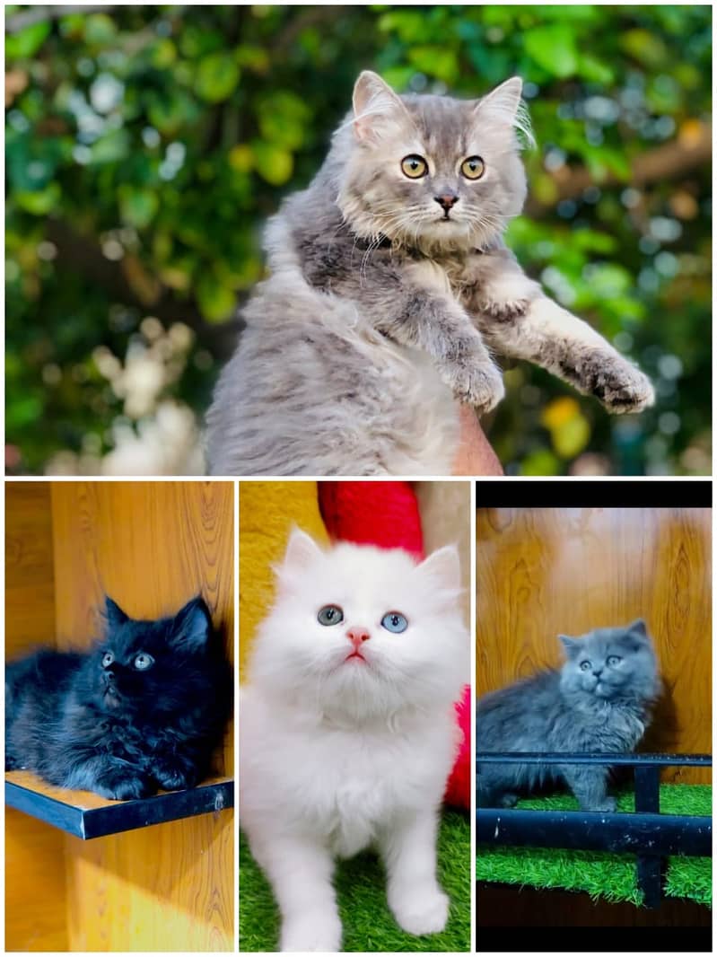 Persian / Kitten / Cat / Punch / Doll / Cute Face / Double / Tripple 3