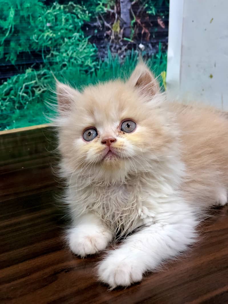 Persian / Kitten / Cat / Punch / Doll / Cute Face / Double / Tripple 8