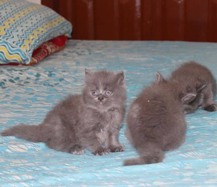 Fluffy Persian Grey n White Kittens | Healthy | Active | Playefull 6