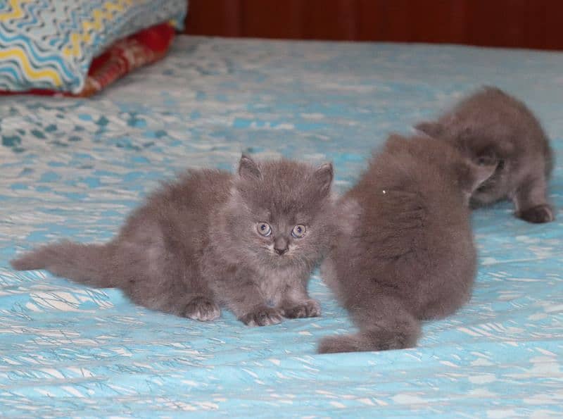 Fluffy Persian Grey n White Kittens | Healthy | Active | Playefull 5