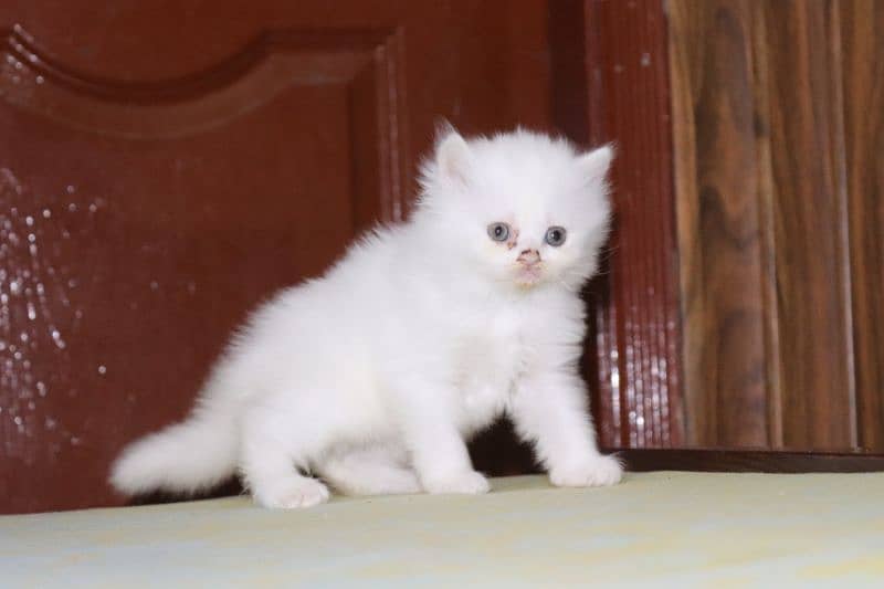 Fluffy Persian Grey n White Kittens | Healthy | Active | Playefull 7