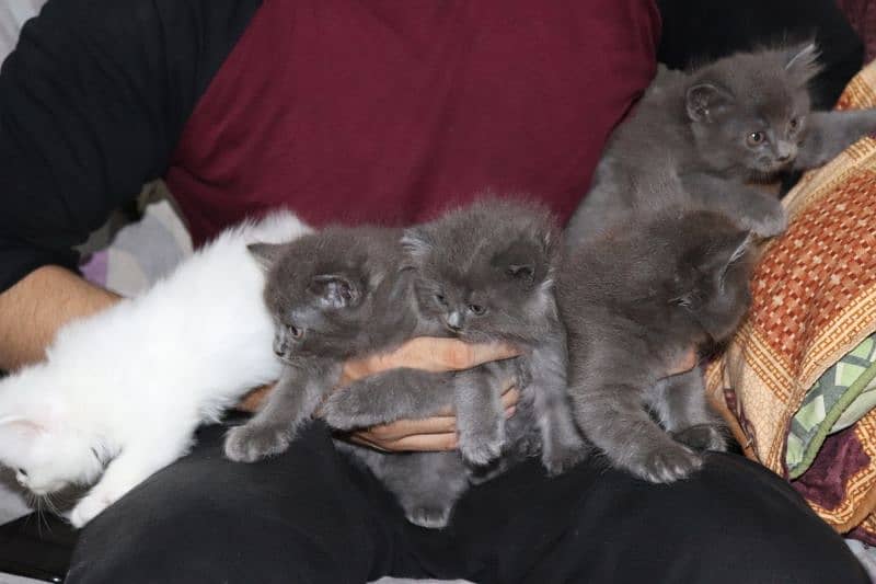 Fluffy Persian Grey n White Kittens | Healthy | Active | Playefull 11