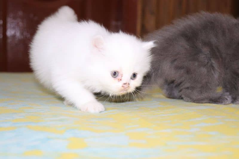 Fluffy Persian Grey n White Kittens | Healthy | Active | Playefull 12