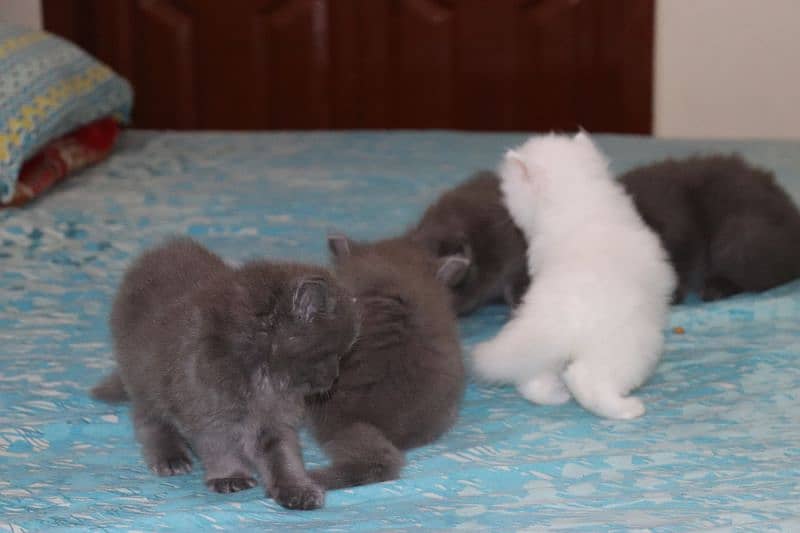Fluffy Persian Grey n White Kittens | Healthy | Active | Playefull 13