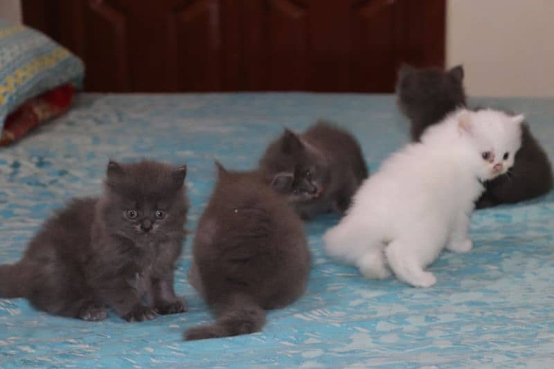 Fluffy Persian Grey n White Kittens | Healthy | Active | Playefull 14