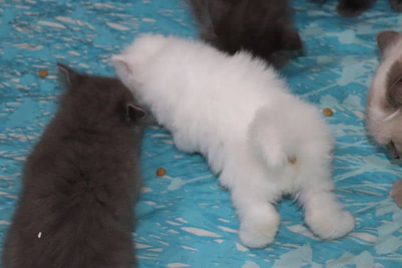 Fluffy Persian Grey n White Kittens | Healthy | Active | Playefull 15