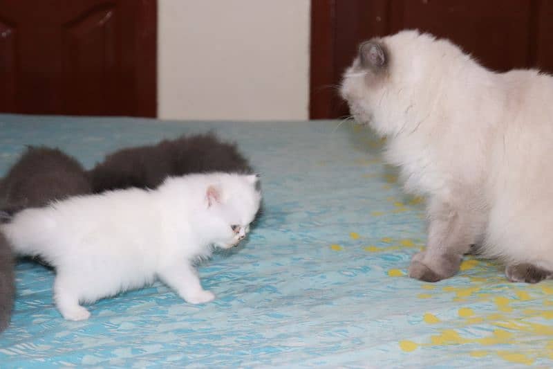 Fluffy Persian Grey n White Kittens | Healthy | Active | Playefull 16