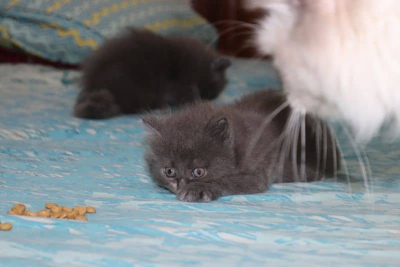 Fluffy Persian Grey n White Kittens | Healthy | Active | Playefull 9