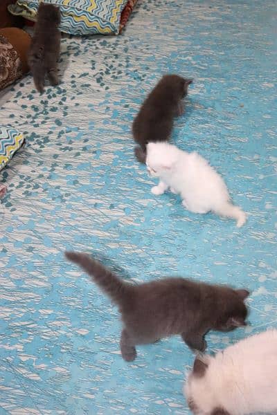 Fluffy Persian Grey n White Kittens | Healthy | Active | Playefull 18