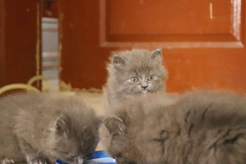 Fluffy Persian Grey n White Kittens | Healthy | Active | Playefull 0