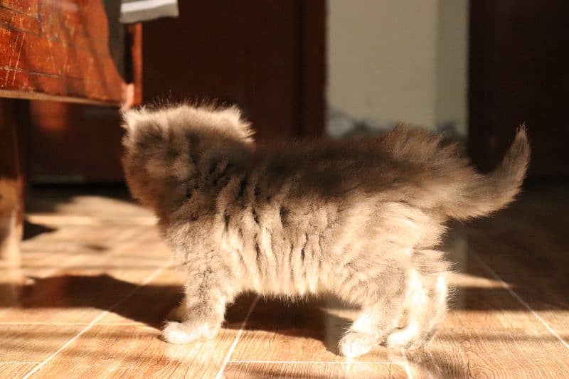 Fluffy Persian Grey n White Kittens | Healthy | Active | Playefull 1