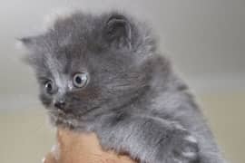 Fluffy Persian Grey n White Kittens | Healthy | Active | Playefull