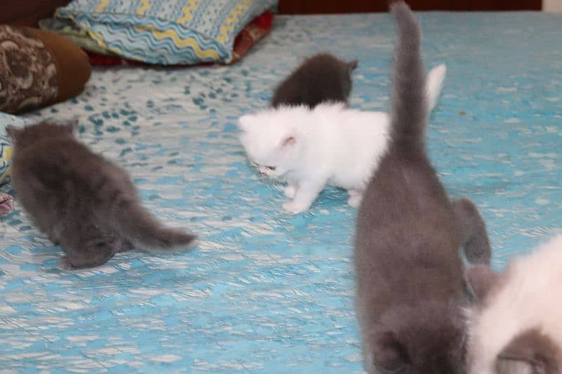 Fluffy Persian Grey n White Kittens | Healthy | Active | Playefull 19