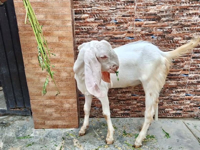 Bakra for sale 0