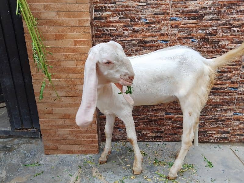 Bakra for sale 1