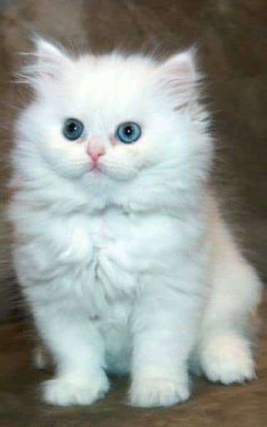 Persian Kittens | Triple Coat | Punch Face Kittens For Sale 0
