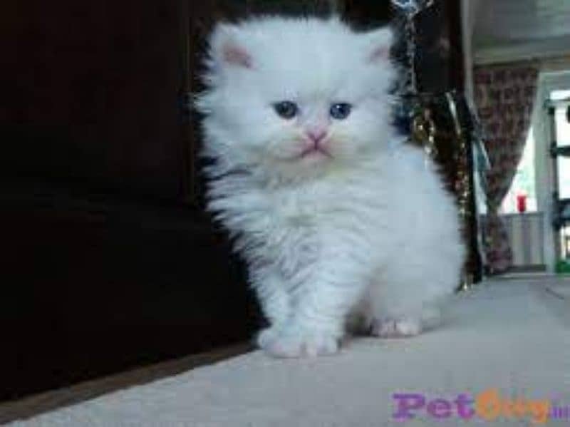 Persian Kittens | Triple Coat | Punch Face Kittens For Sale 1